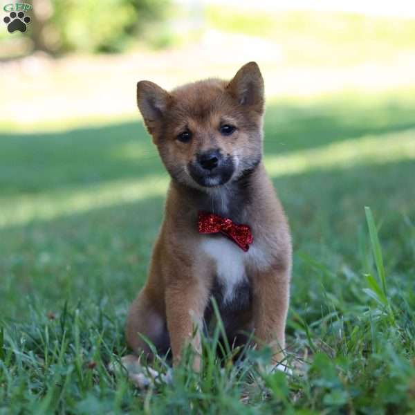 Oliver, Shiba Inu Puppy